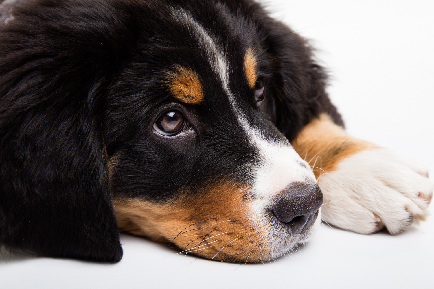 Dieren_01